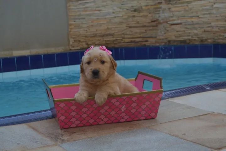 Lindog Fillhotes de Golden Retriever vacinados - Foto 2