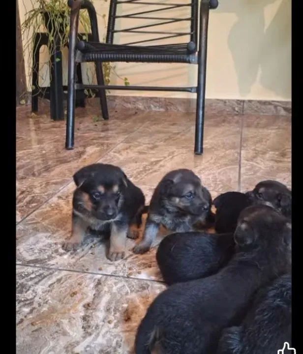 Filhotes de Pastor Alemão - Foto 2