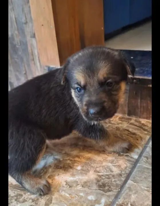 Filhotes de Pastor Alemão - Foto 3