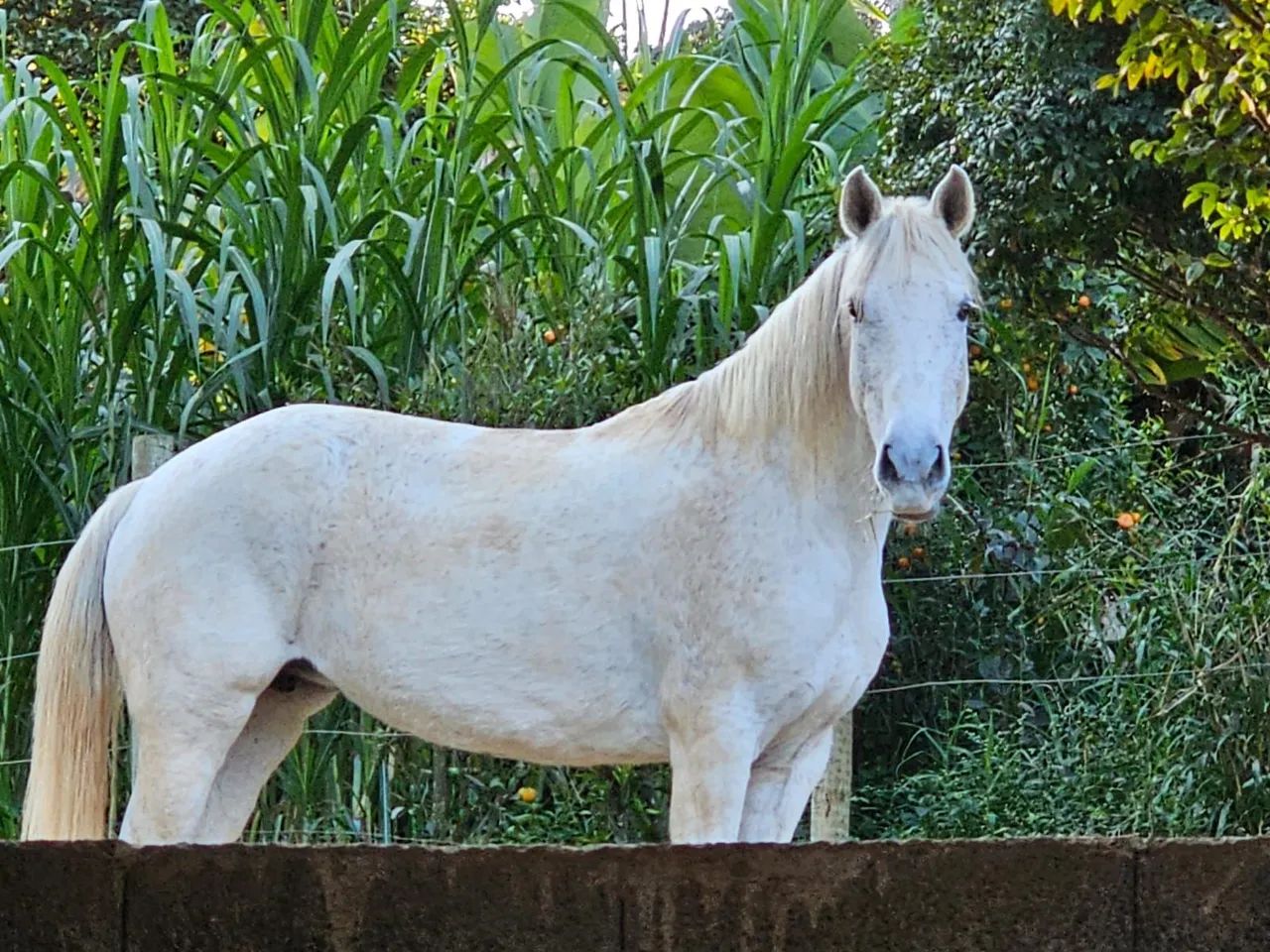 Égua, cavalo marcha picada  - Foto 6