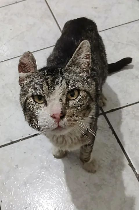 Gato idoso. Castrado - Foto 3