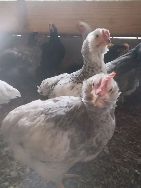 Galinhas caipira e galinhas sertanejo balão - Foto 4