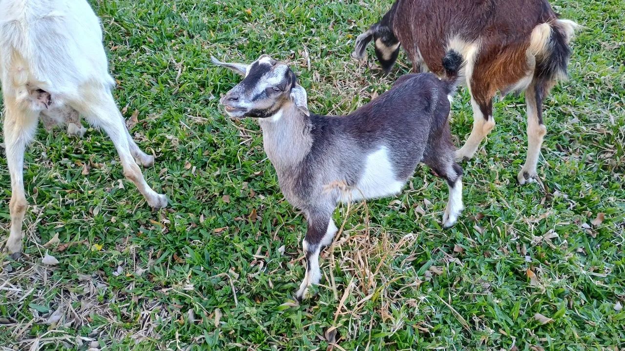 Bode pra venda - Ótimo para reproduz com Cabra leiteira!