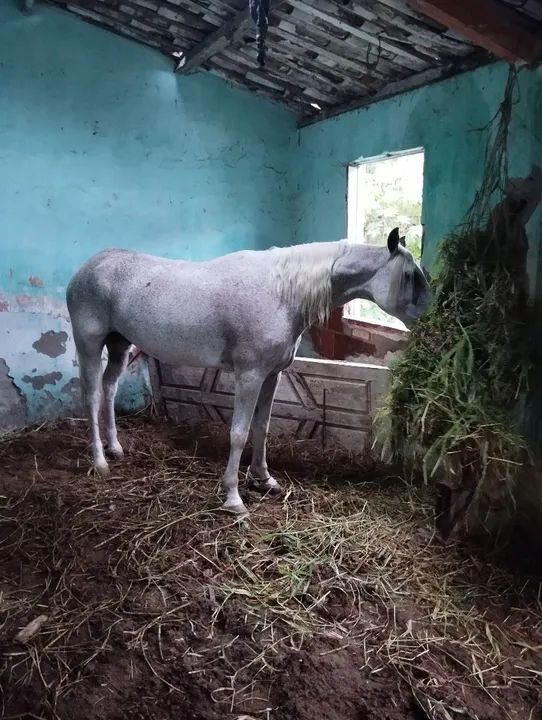 Cavalo russo de picado genuíno. - Foto 2