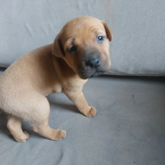 Filhotes Cachorro sharpei mistura