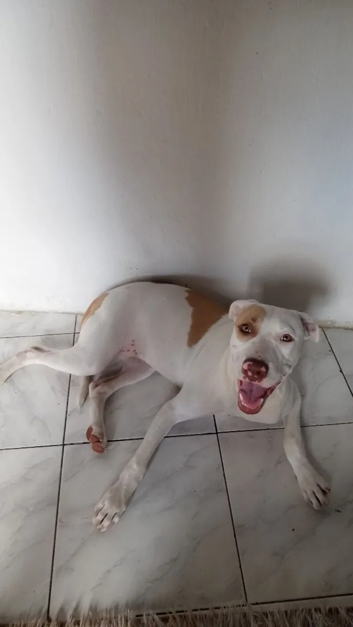 Cachorra fêmea APBT COM 8 MESES
