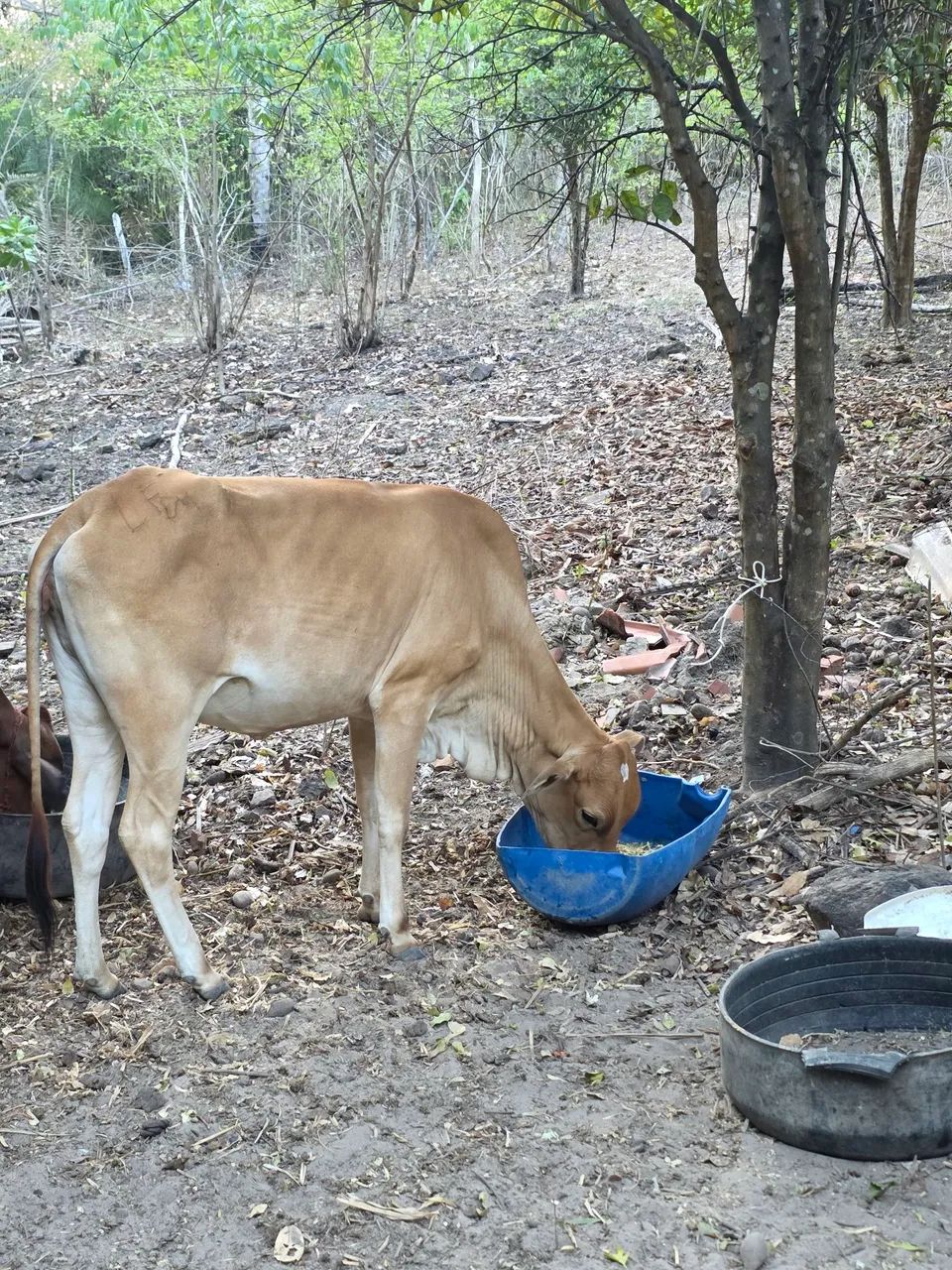 Gado ha vensa  - Foto 2