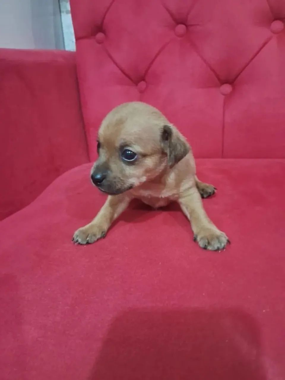Beagle x pinscher  - Foto 3