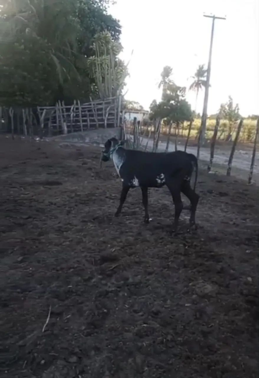 casal de bezerros a venda - Foto 2