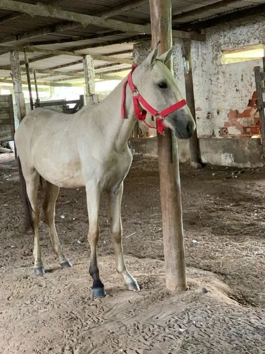 Égua potra  - Foto 6