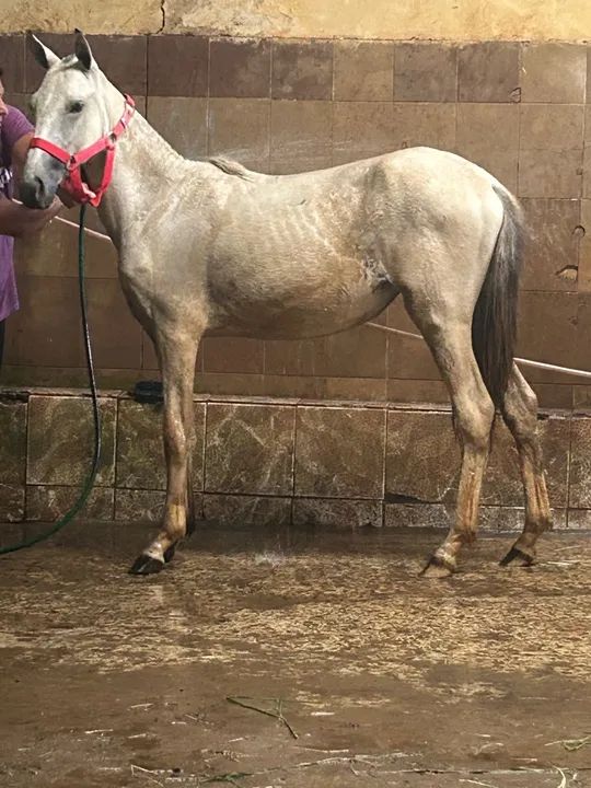 Égua potra  - Foto 5