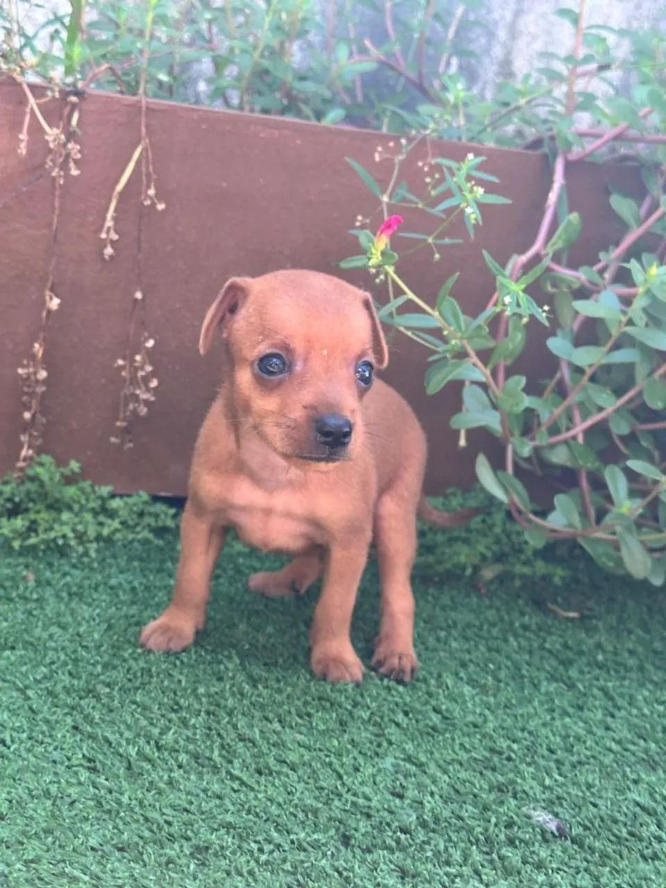 Filhote de Pinscher Miniatura - Foto 4