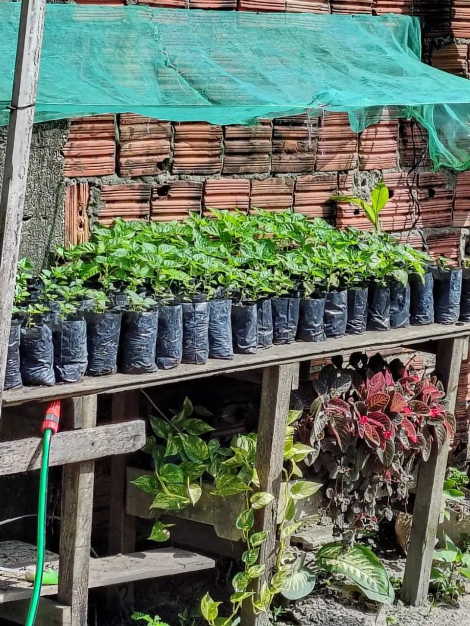 Vendo mudas de  pimenta de cheiro. (3reais a unidade)