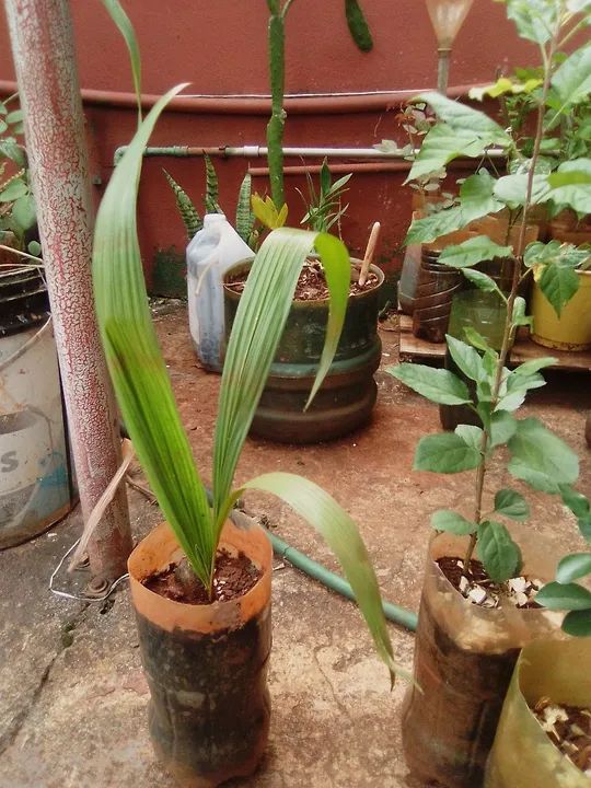 Jardim e hortaliças  - Foto 2