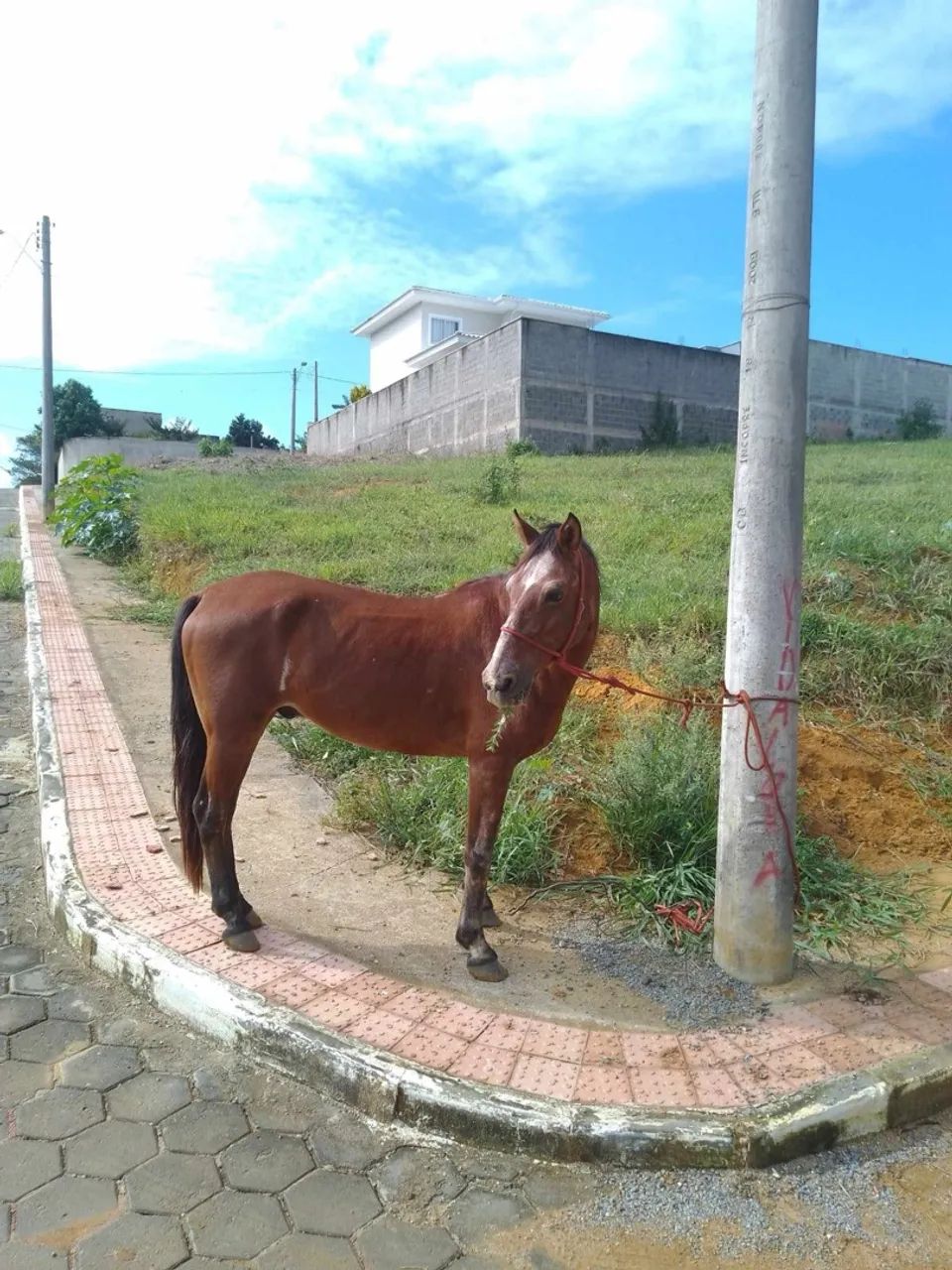 Cavalo 