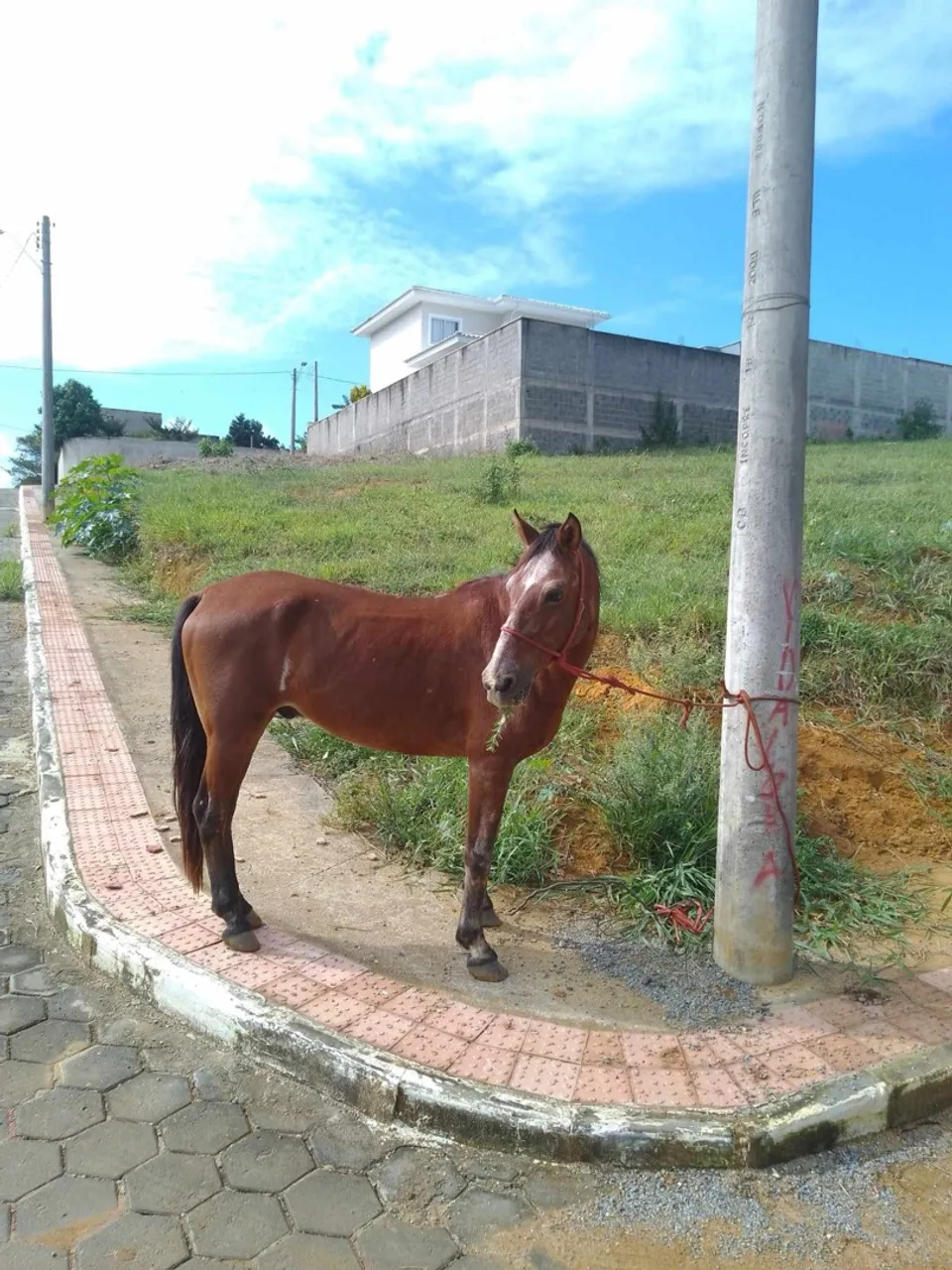 Cavalo 