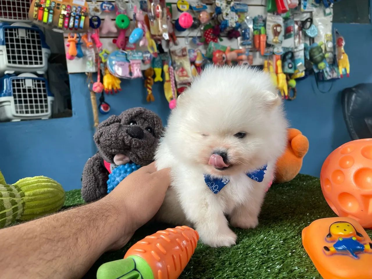 Spitz Alemão - Puro e Charmoso! - Foto 2