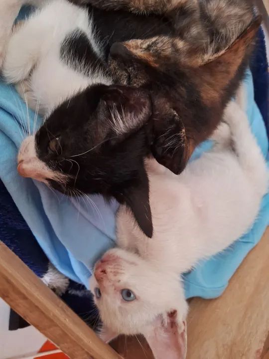 Três gatinhos fofinhos para adoção - Foto 5