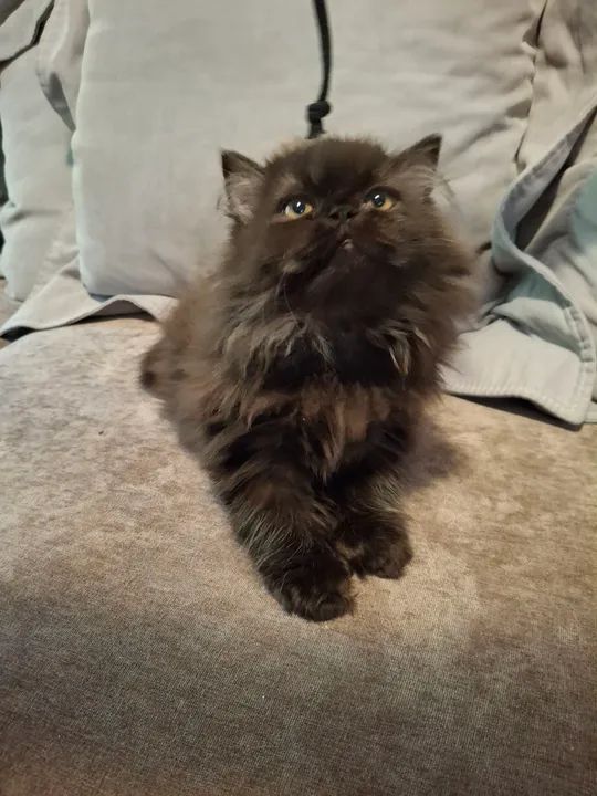 Filhotes Persa! - Foto 3