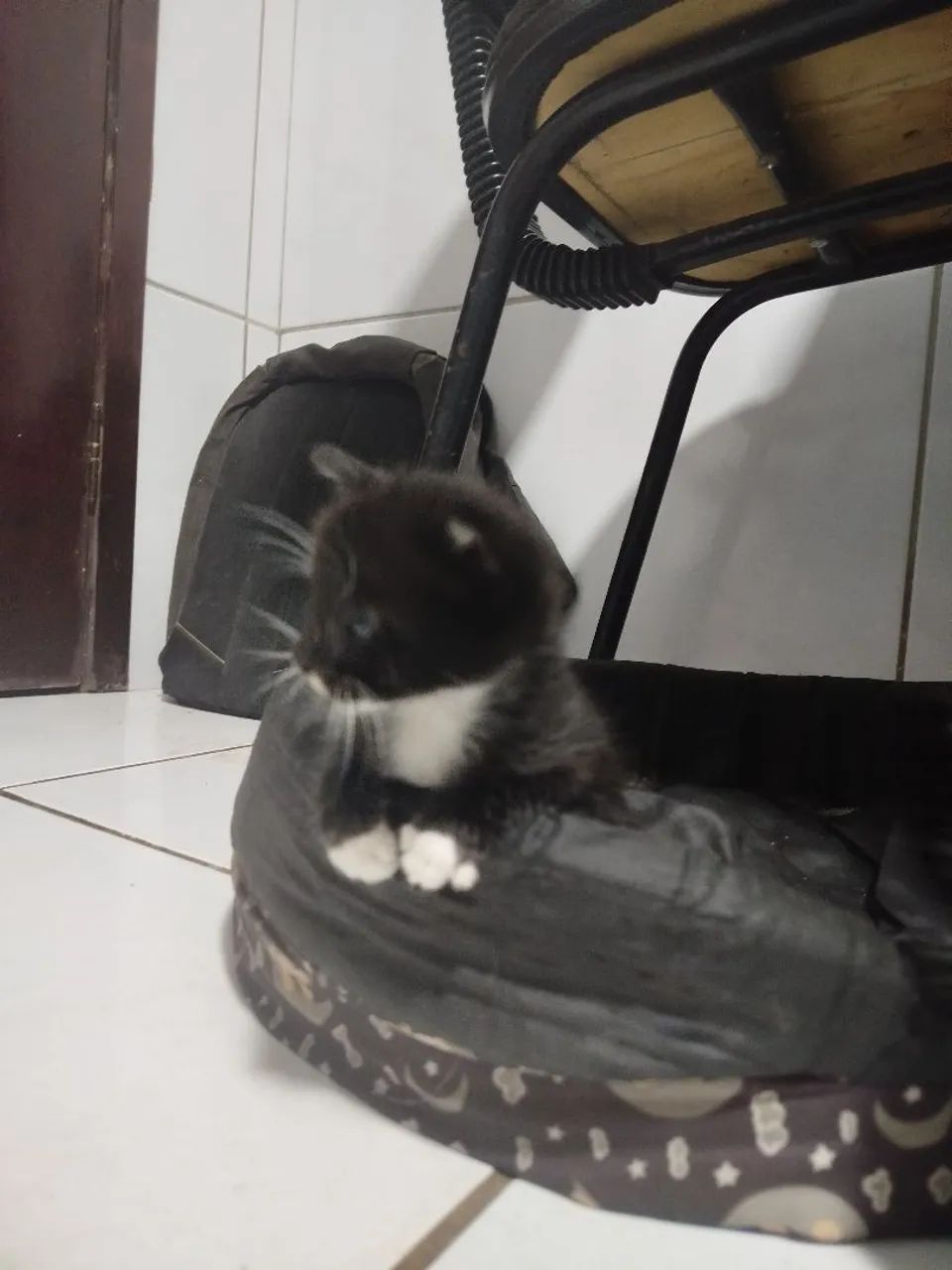 Gatinhos para adoção - Foto 4