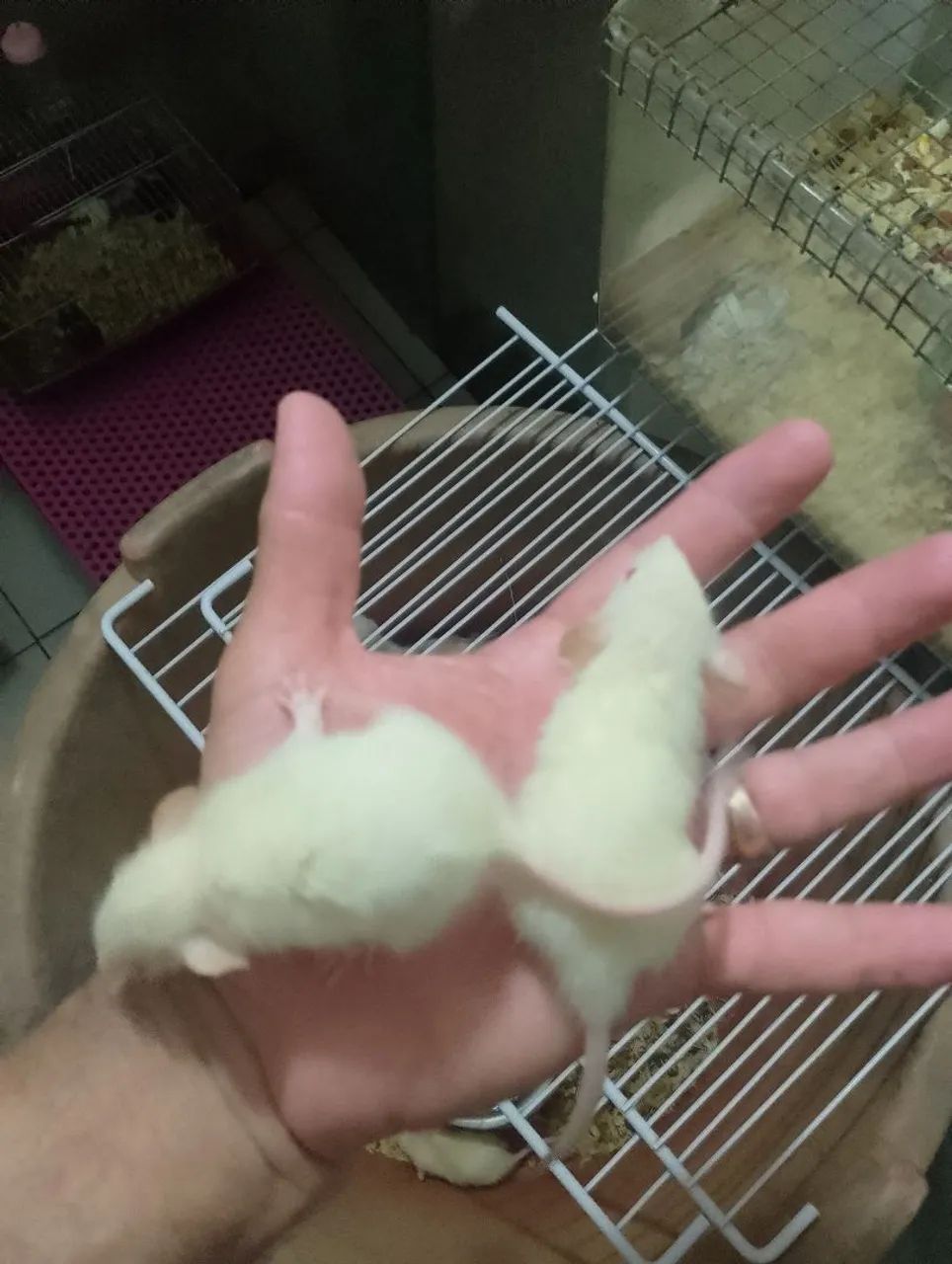 Ratos Twister filhotes branco