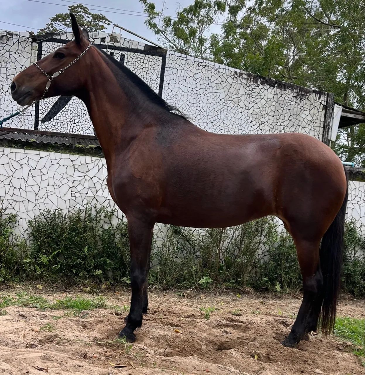 ÉGUA LINDA SHOW DE MARCHA PICADA