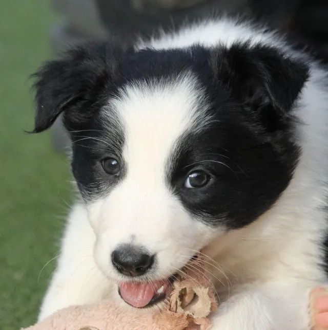 Border Collie Sempre alerta e persistente com pedigree a pronta entrega