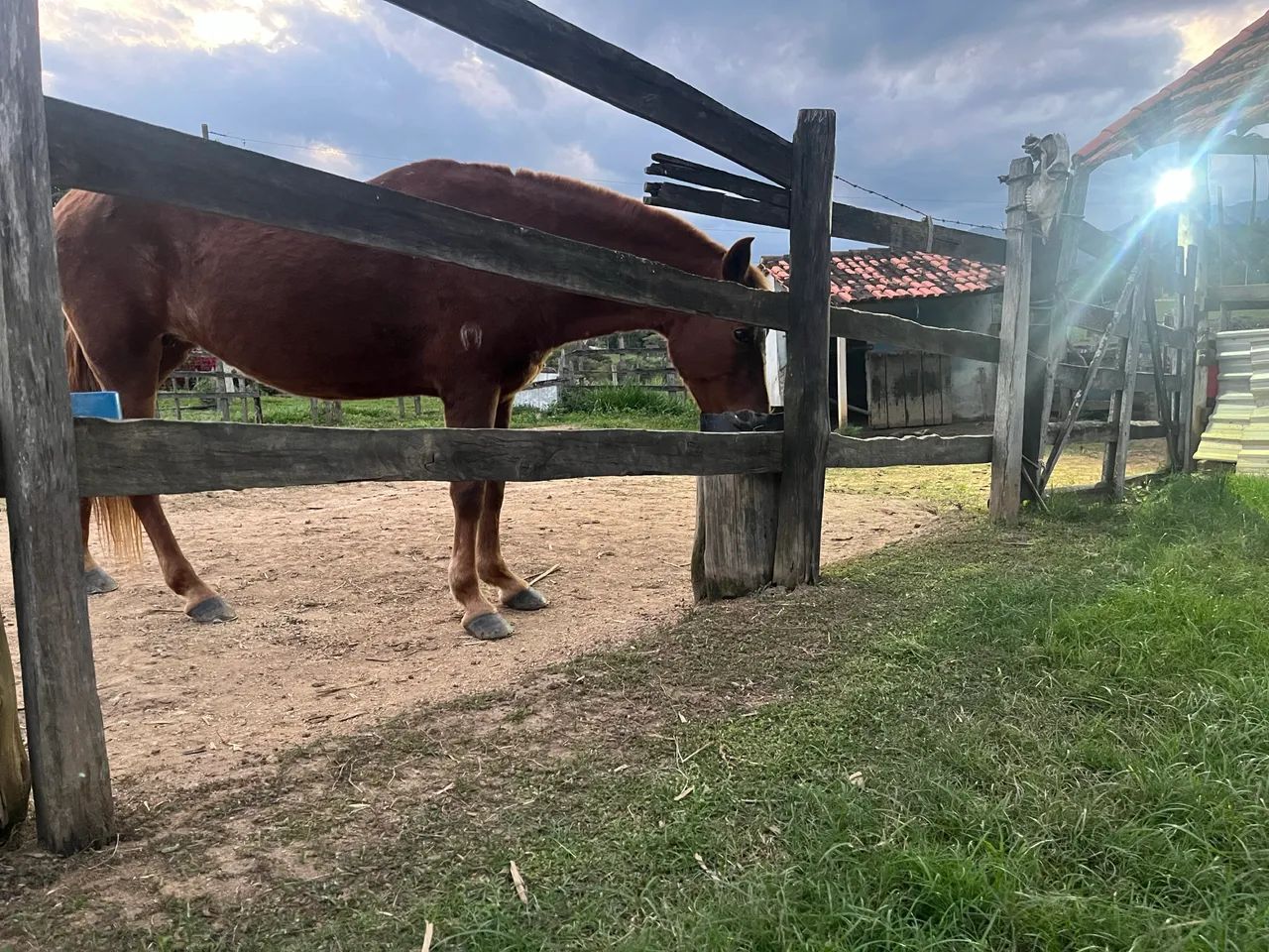 Égua mangalarga marchador 