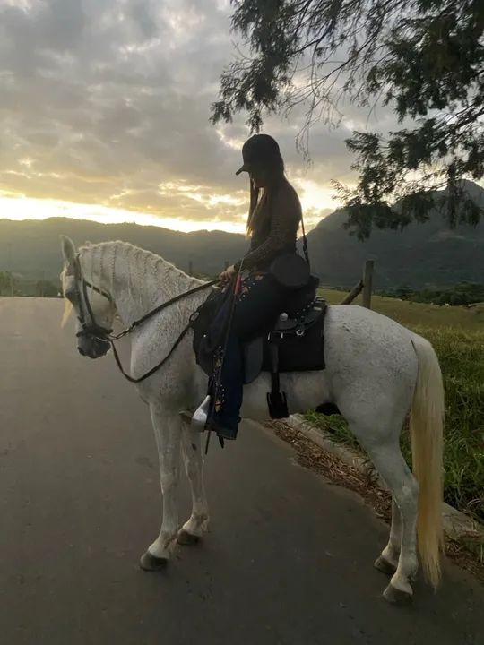 Vendo ou troco 1 cavalo tordilho inteiro e uma égua pampa (leia a descrição )