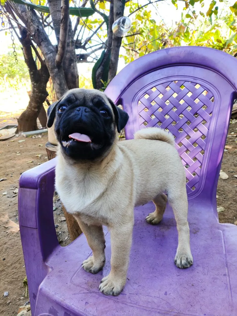 Filhote de Pug macho
