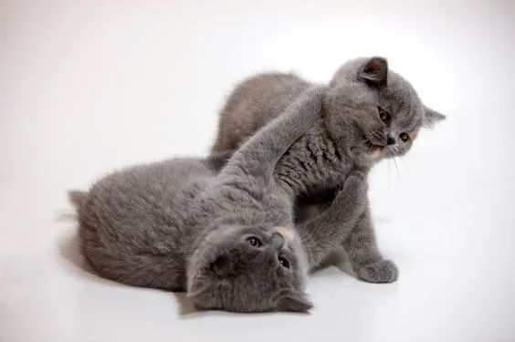 Tranquilos Chartreux disponíveis! 