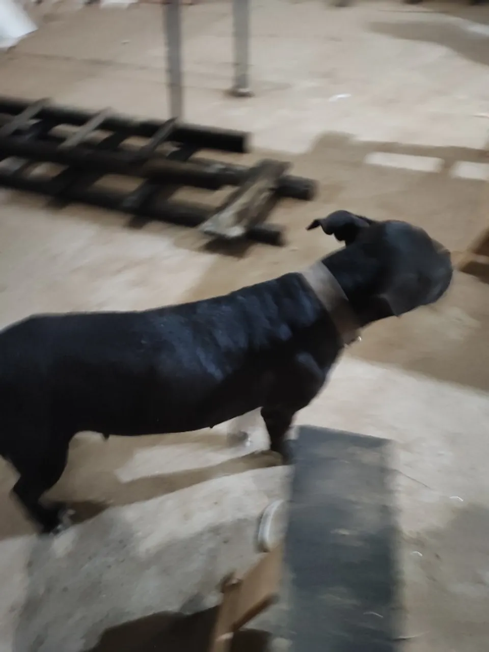 Doação de cachorra Pitbull