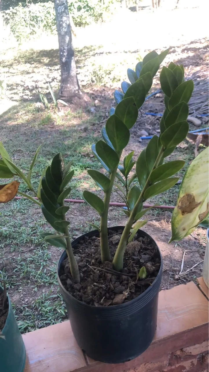 Zamioculca Planta da Fortuna