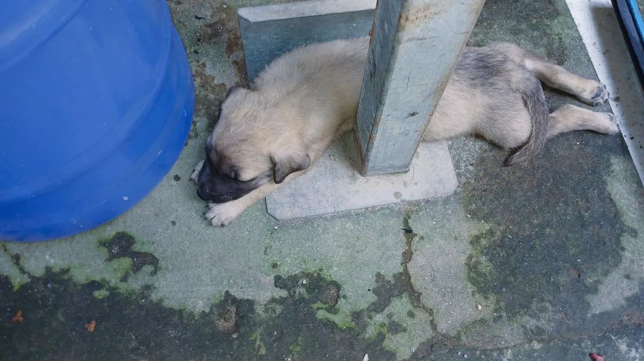 Filhotinhos de cachorrinhos de porte grande e pequenos  - Foto 4