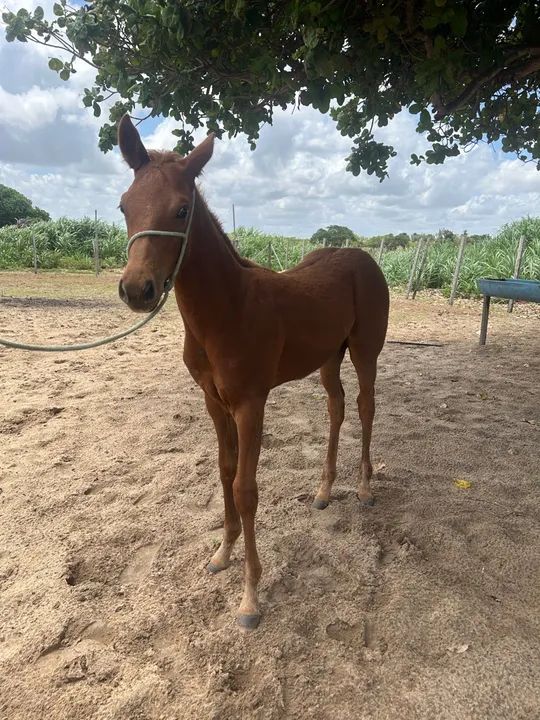 Potro Quarto de Milha - Foto 4