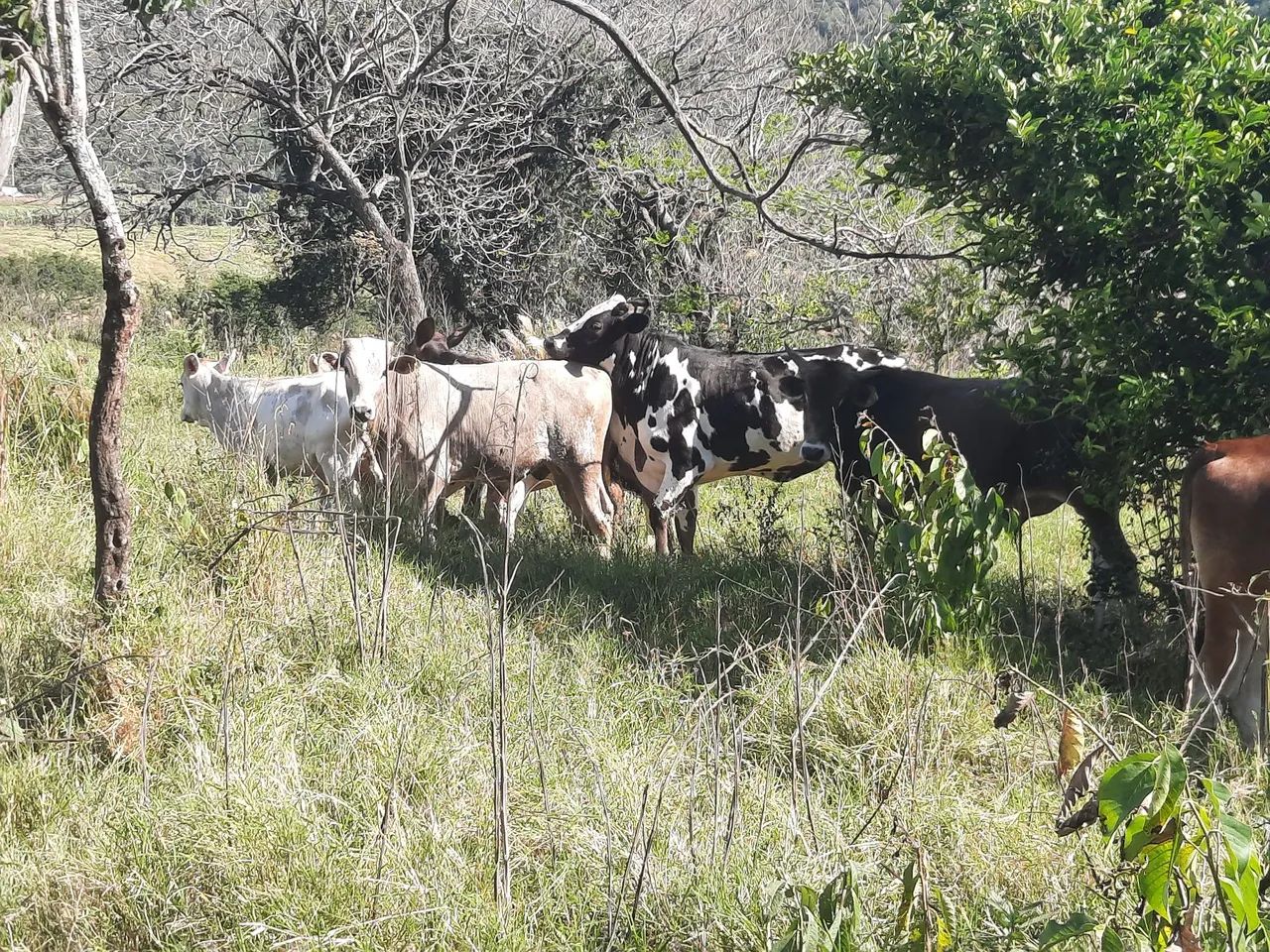 Vende-se 17 bezzeros mestiços  - Foto 2