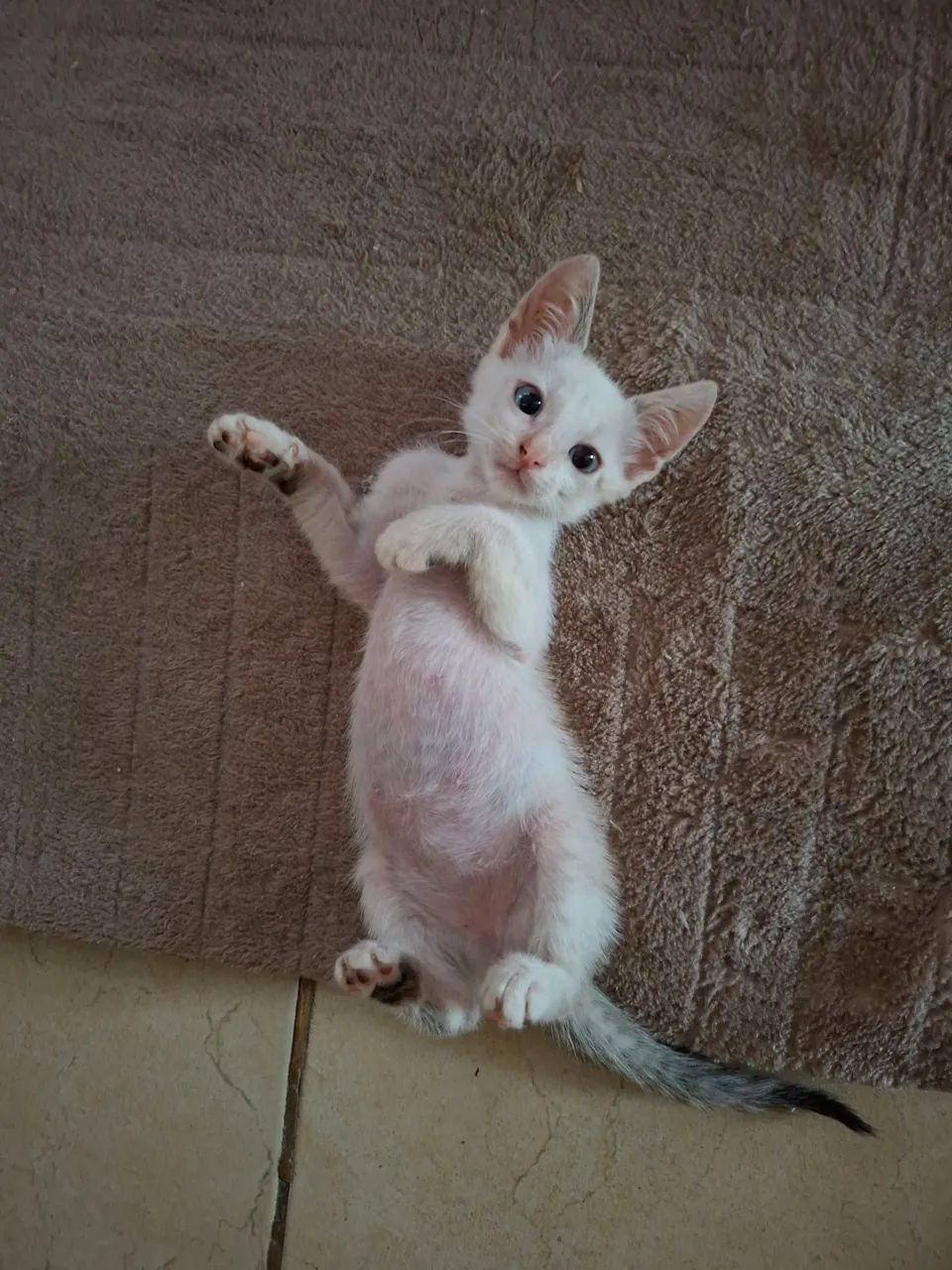 Doa- se gatinho - Foto 3