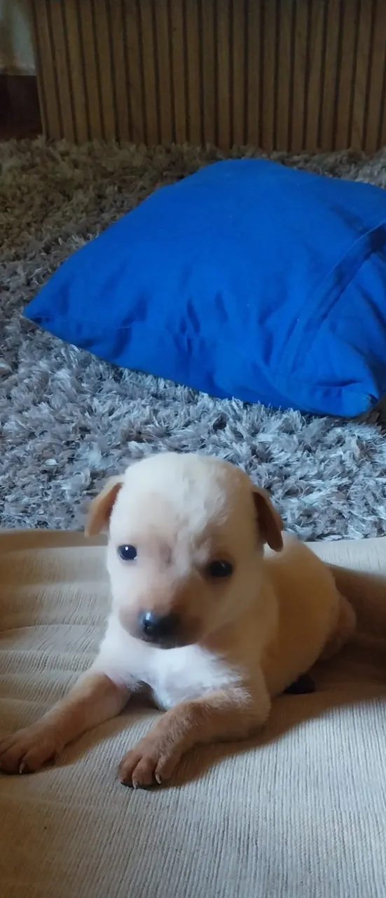 Filhotes sharpei mistura