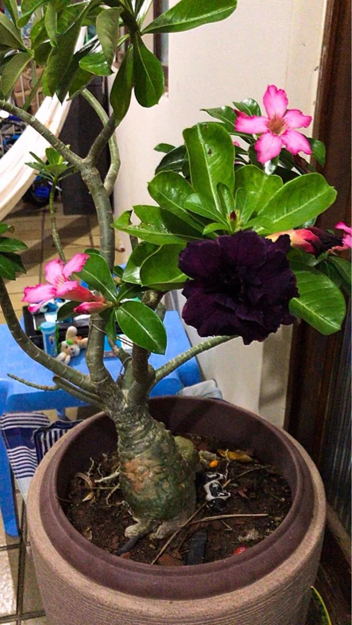 Rosa do Deserto com Floração diversa 4 Flores Diferentes - Vendo - Foto 2