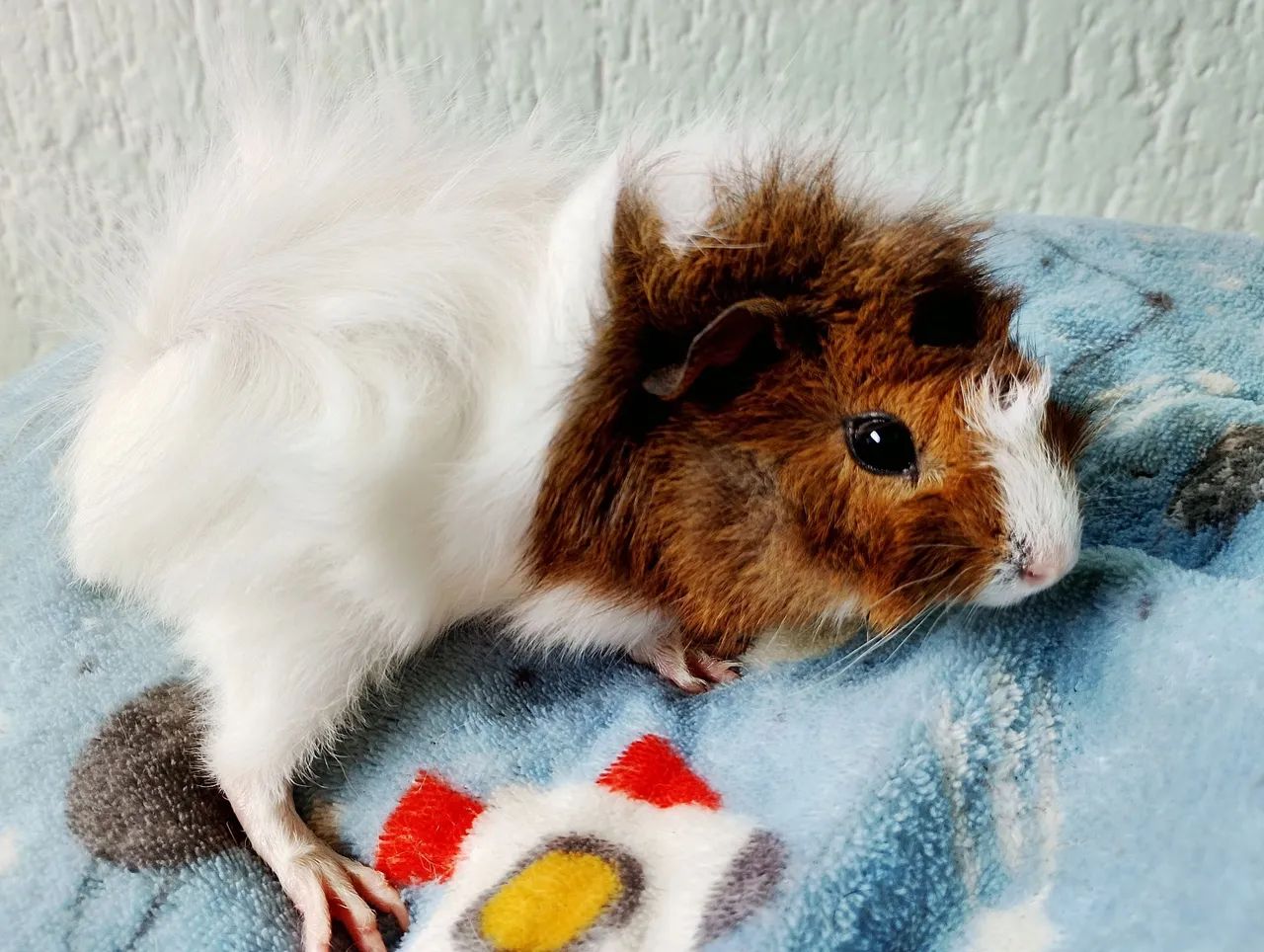 Porquinho da índia abissínio  - Foto 4