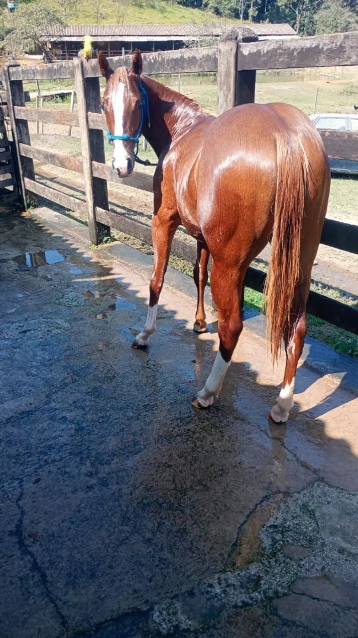 Cavalos ? quarto de milha   - Foto 3