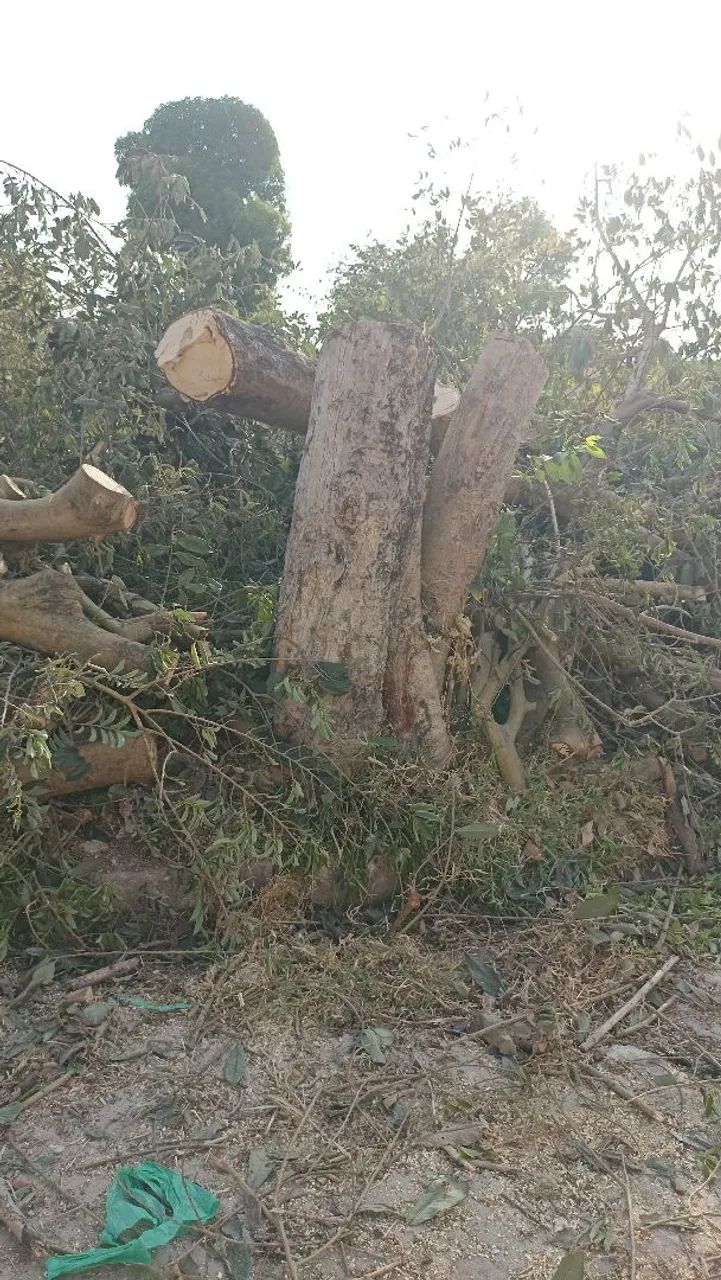 Corte e poda em árvore  - Foto 3