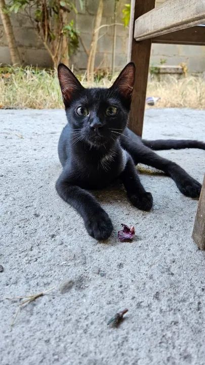 Doação de lindos gatinhos - Foto 2