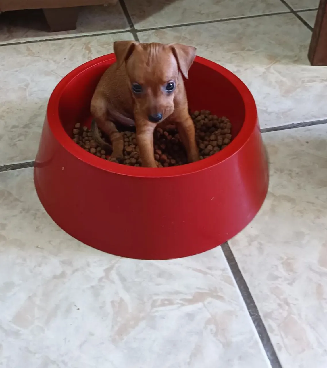 Filhote de Pinscher