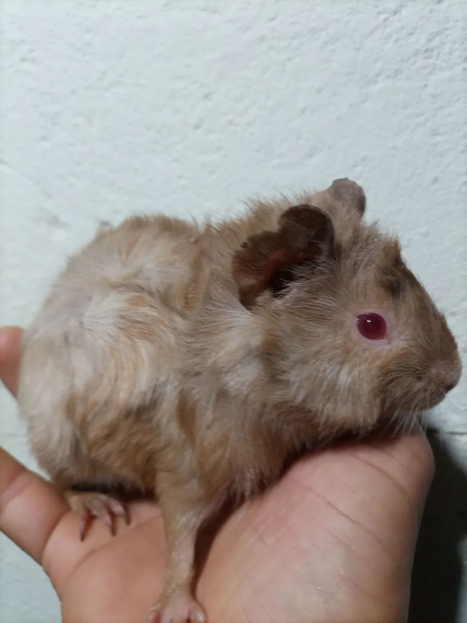 Porquinho da índia  - Foto 2