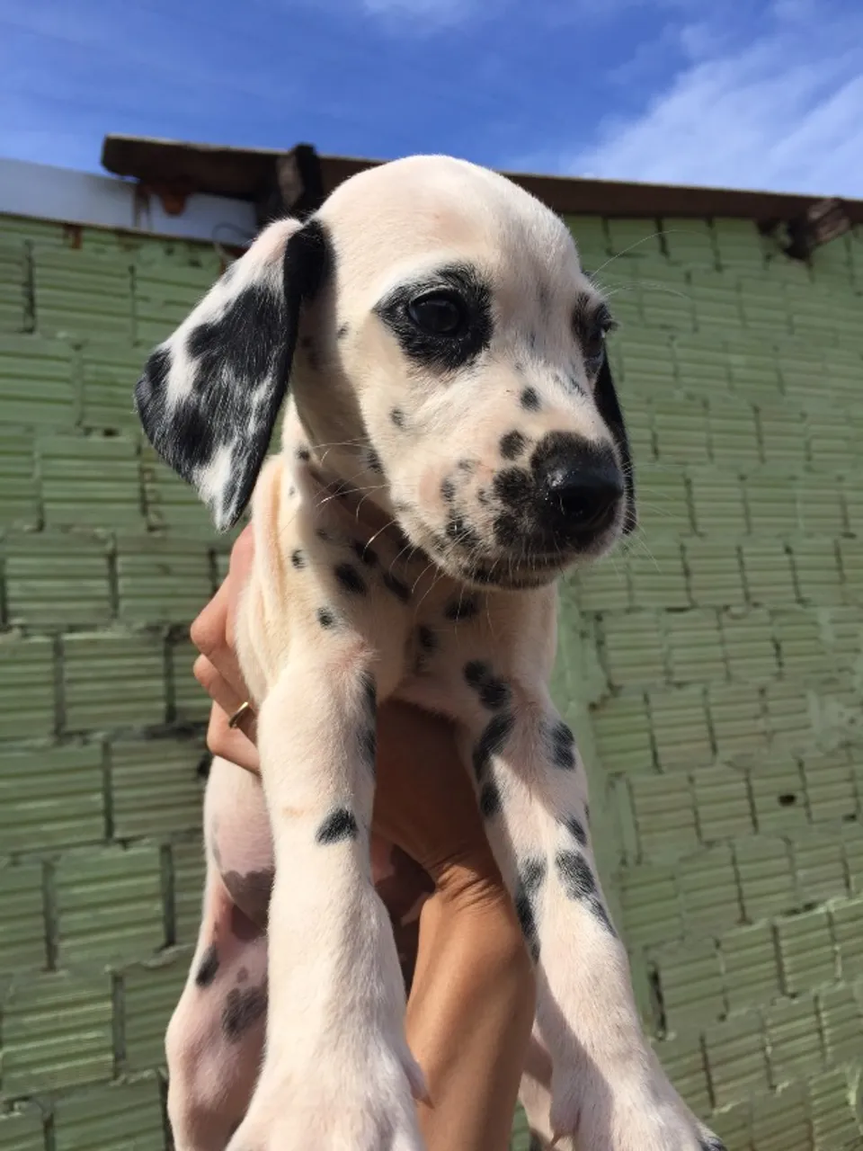 DALMATA MACHO