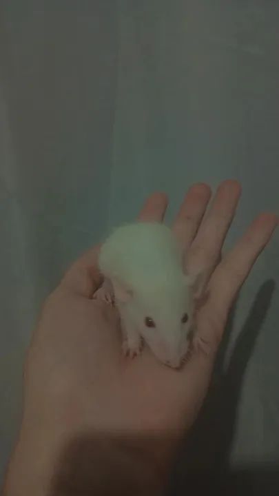 FILHOTES DE RATO TIWSTER  - Foto 3