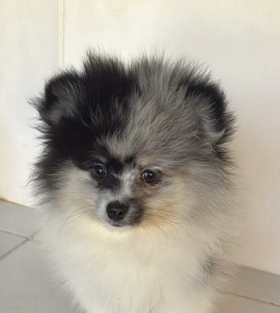 Lulu da pomerania filhotes