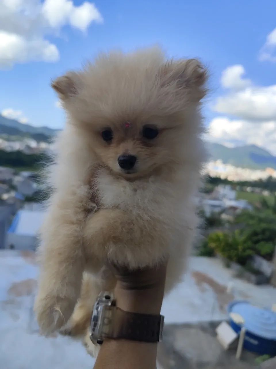 Lulu da Pomerânia mini-anão  - Foto 2