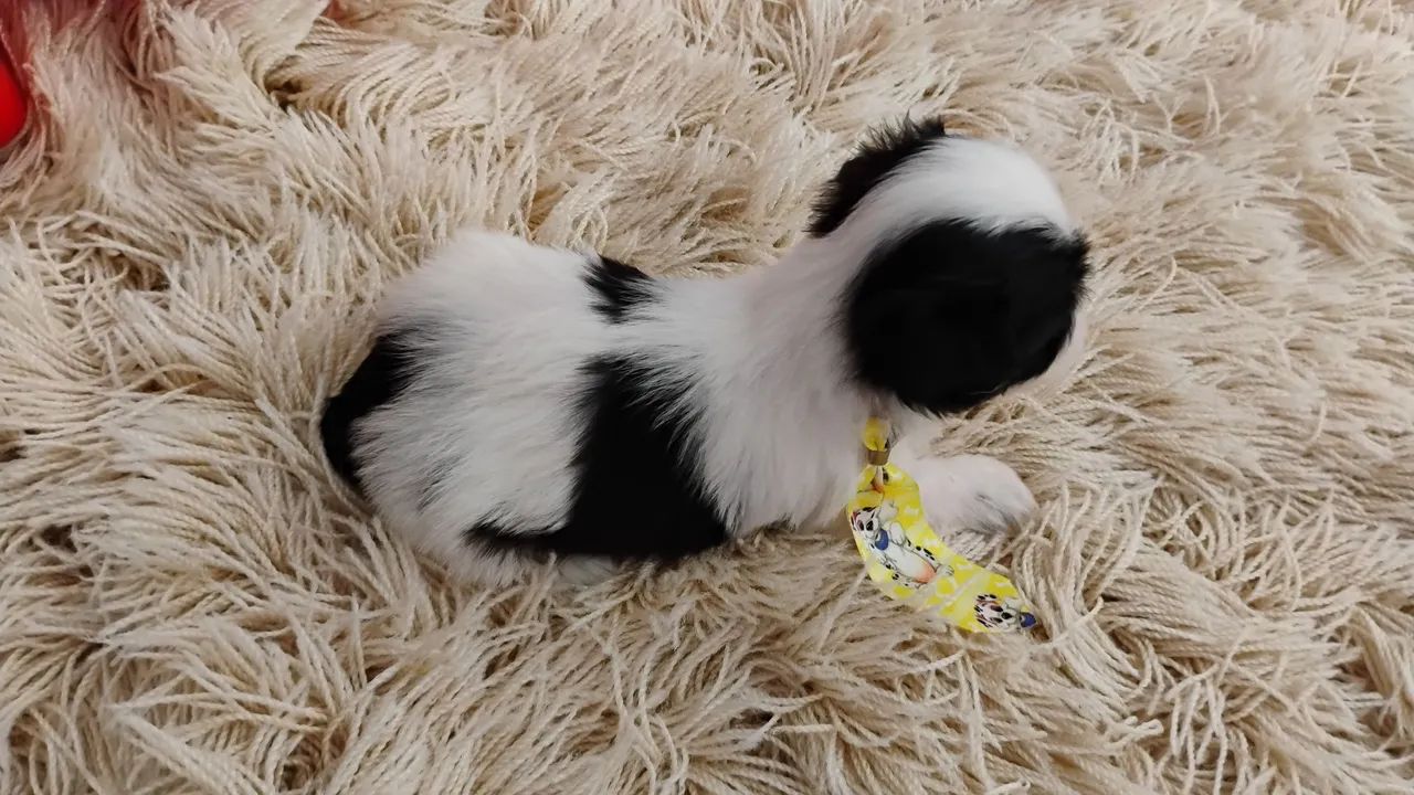 Filhote Shih Tzu - Fofo e Brincalhão - Foto 2